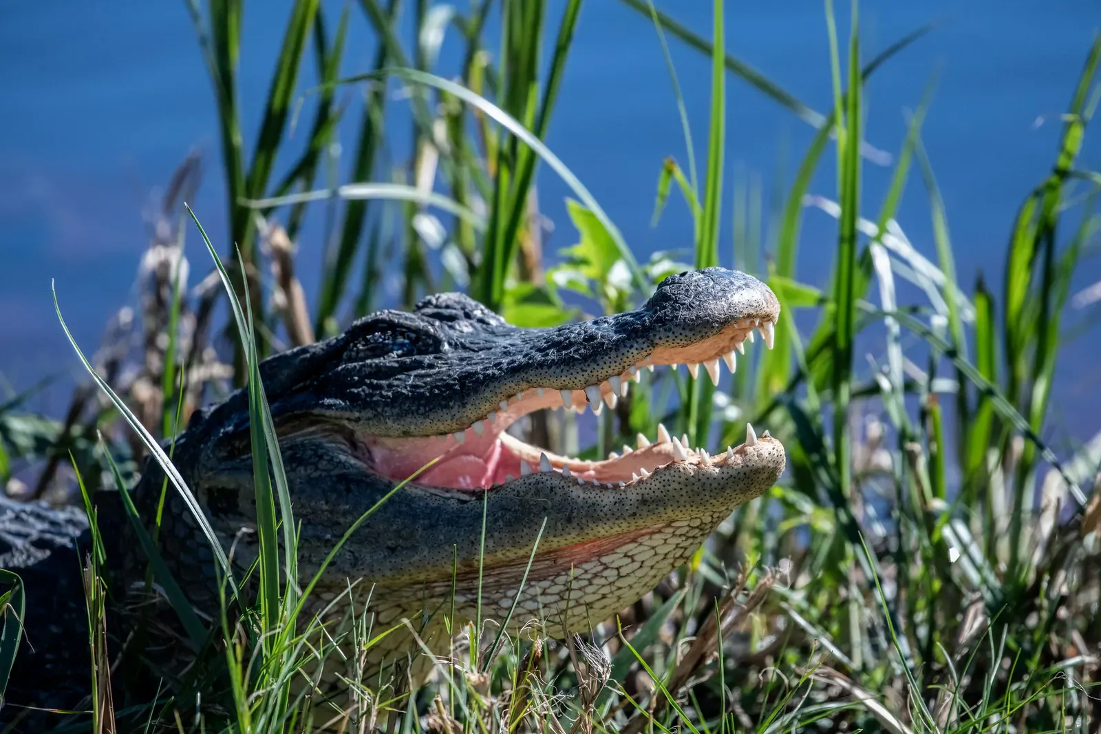 Close-up of an American alligator with its mouth partly open in tall grass