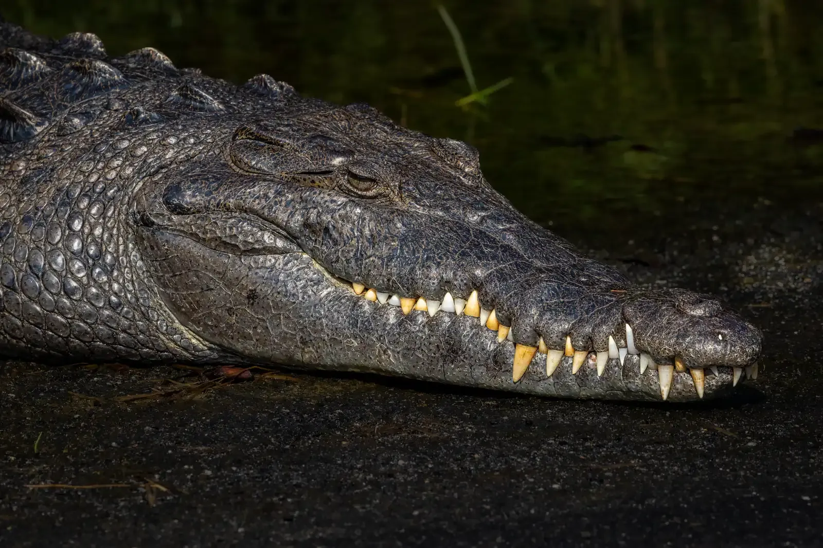 Head of an American crocodile in shallow water with its pale teeth showing