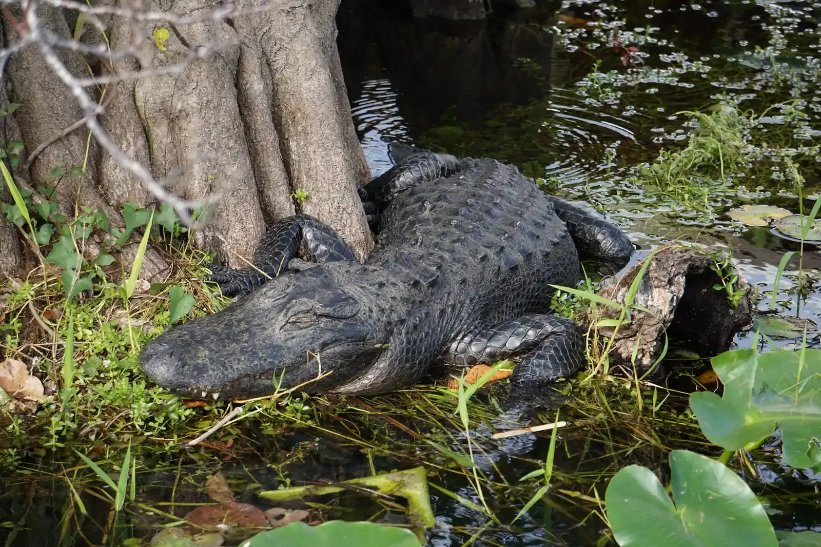 American alligator resting among plants at the base of a tree along the Anhinga Trail