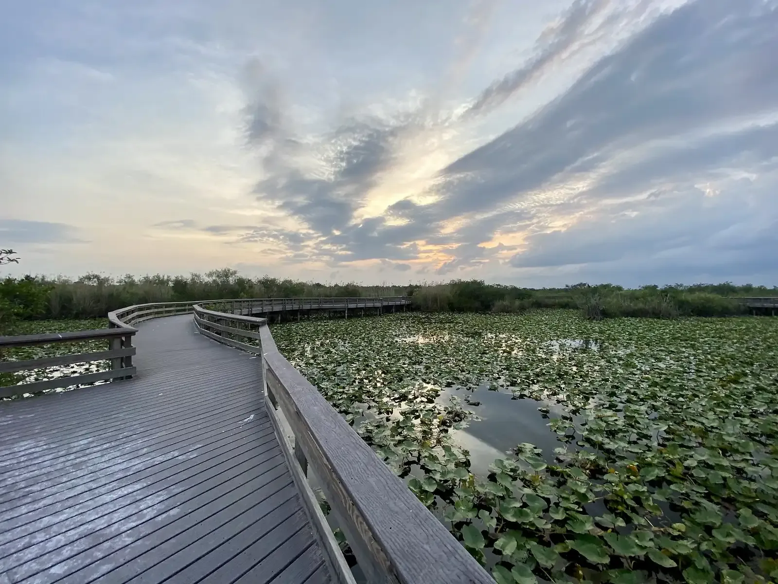 Wooden Anhinga Trail boardwalk curving over a marsh of water lilies at sunrise