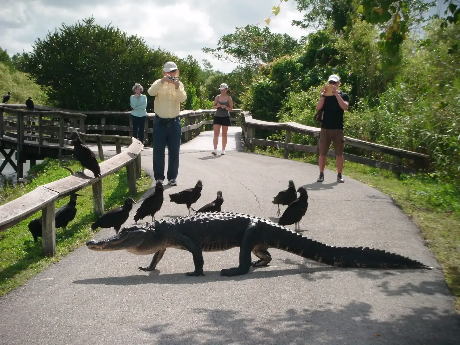 Visitors standing back and watching an alligator cross the paved Anhinga Trail
