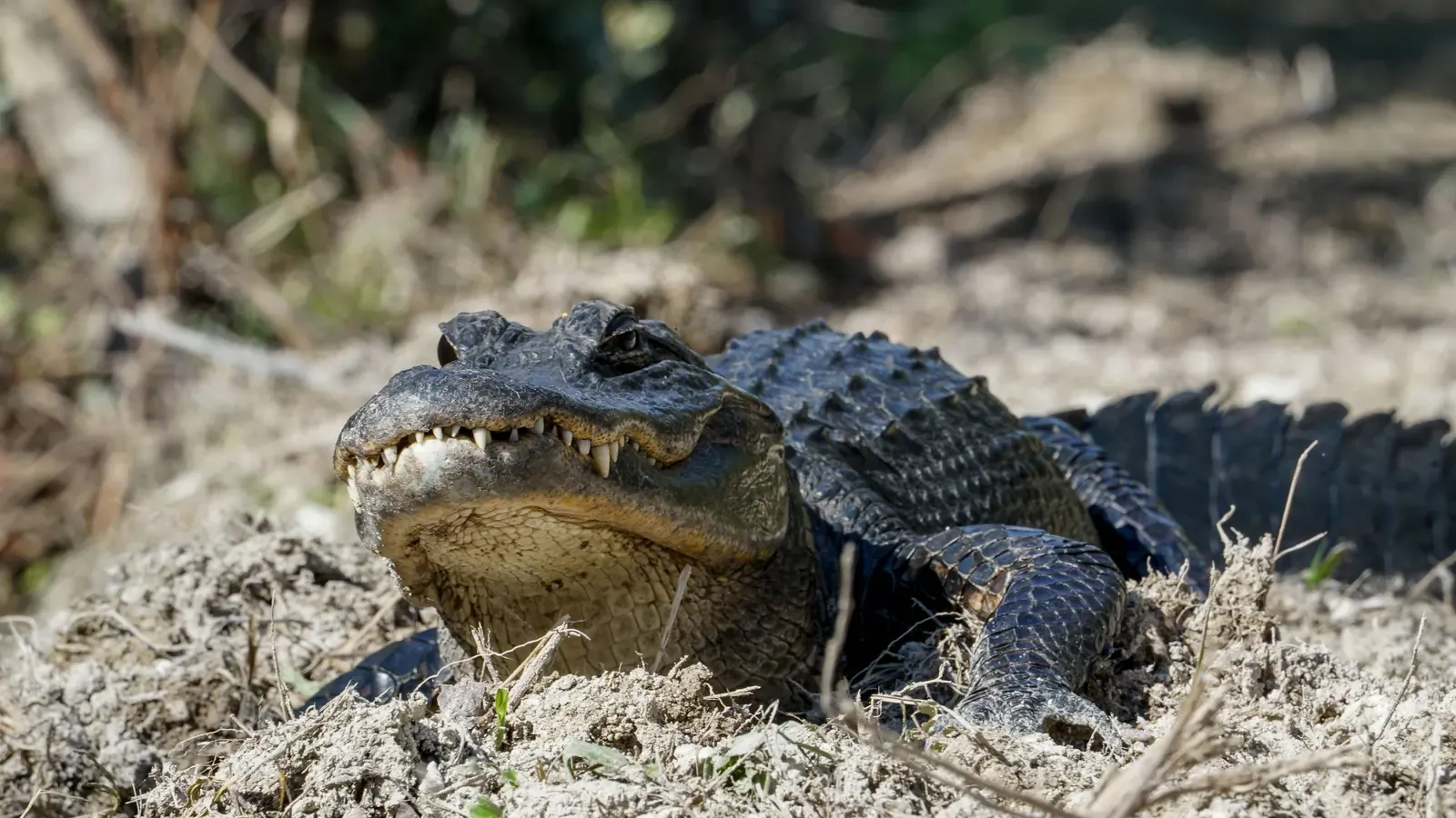 Young alligator basking on a mound of dry vegetation in Big Cypress National Preserve