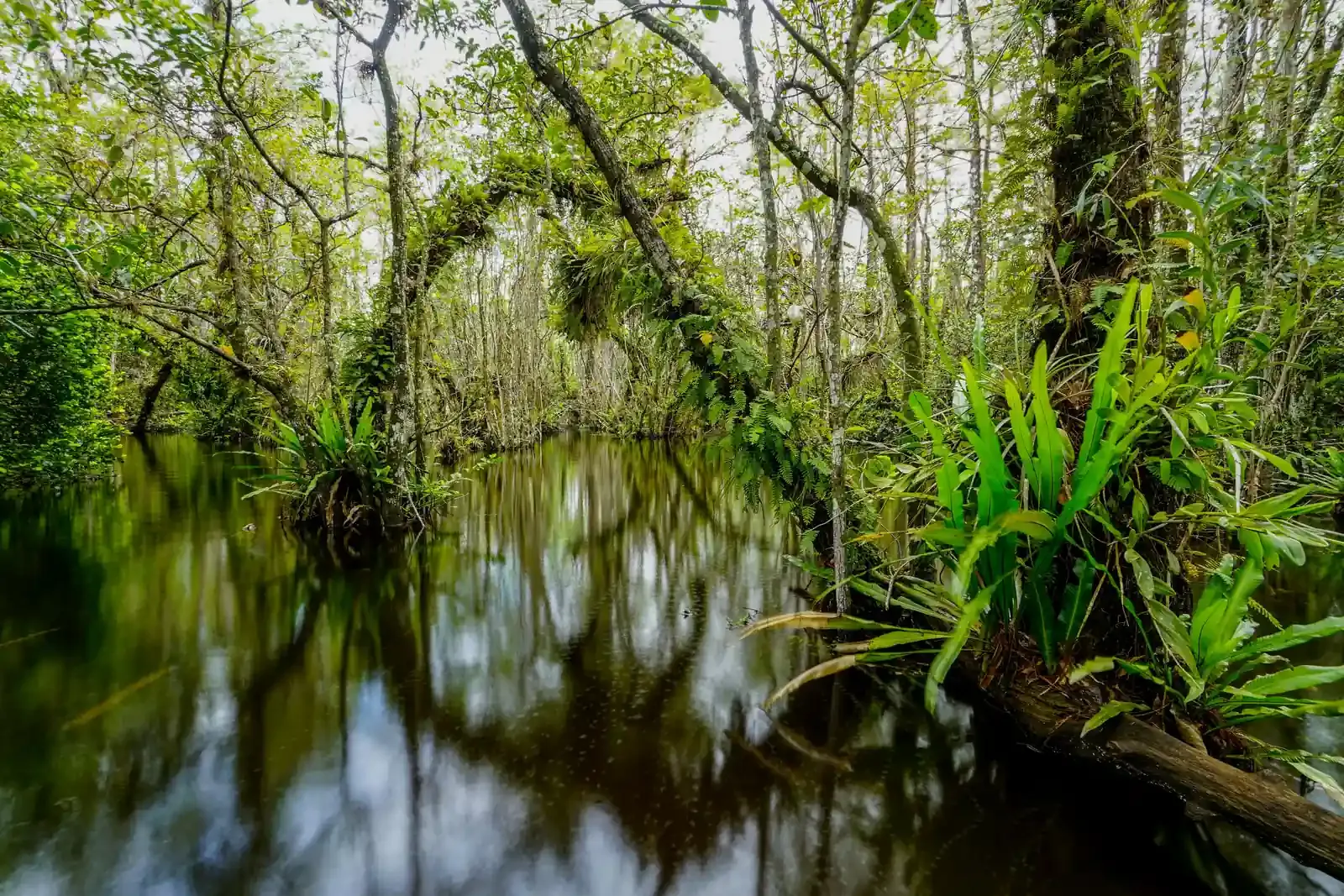 Still, water-filled cypress swamp with ferns and moss-covered trees in Big Cypress
