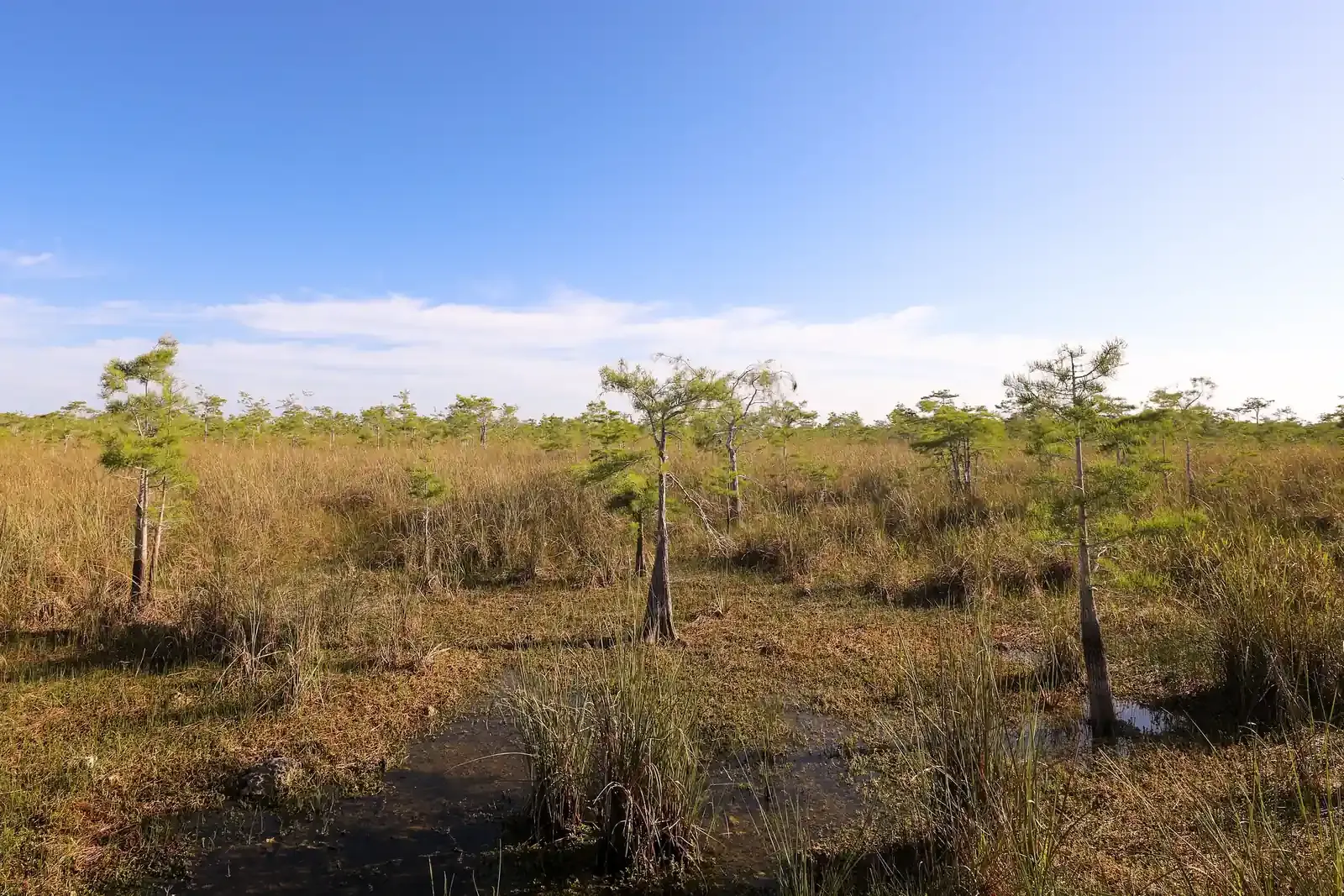 Dry brown prairie with scattered small cypress trees under a clear blue sky