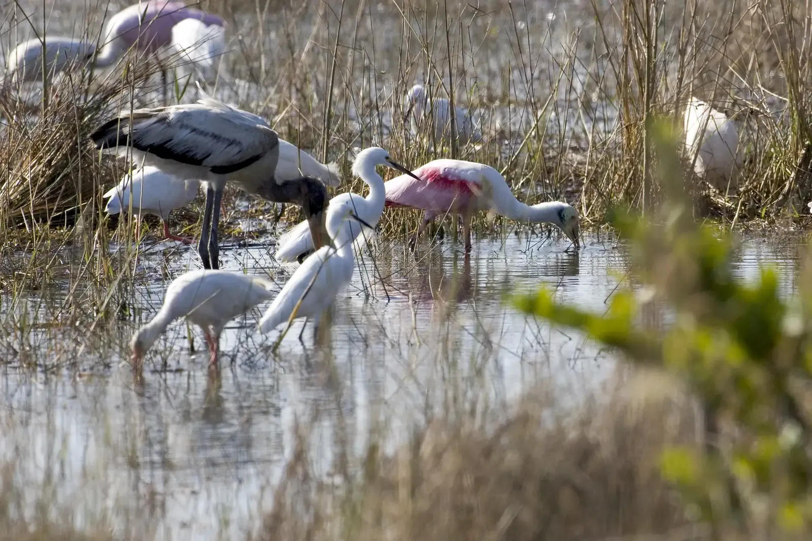Wood stork, white ibises, egrets and roseate spoonbills wading in shallow water