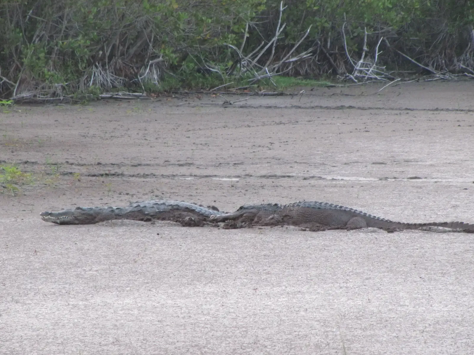 A crocodile and an alligator lying side by side on the exposed mud of Mrazek Pond