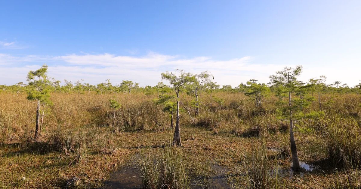 Dry brown prairie with scattered small cypress trees under a clear blue sky