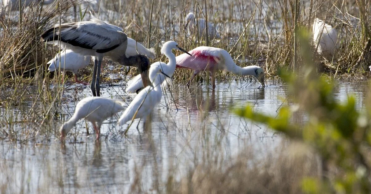 Wood stork, white ibises, egrets and roseate spoonbills wading in shallow water