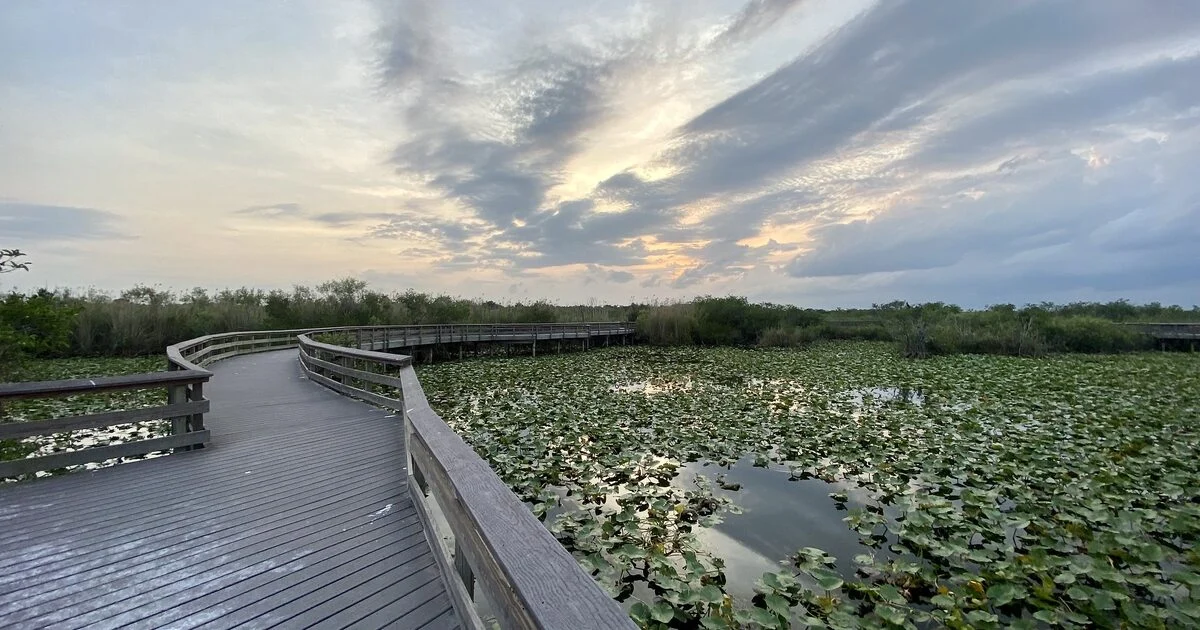Wooden Anhinga Trail boardwalk curving over a marsh of water lilies at sunrise