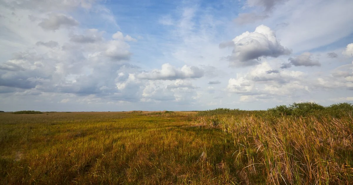 Wide golden sawgrass prairie stretching to the horizon under a cloudy blue sky