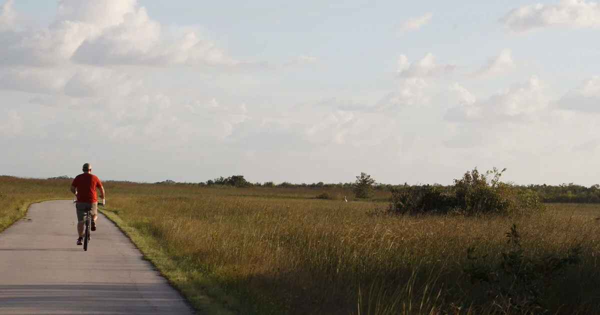 A cyclist on the Shark Valley loop road surrounded by open sawgrass prairie