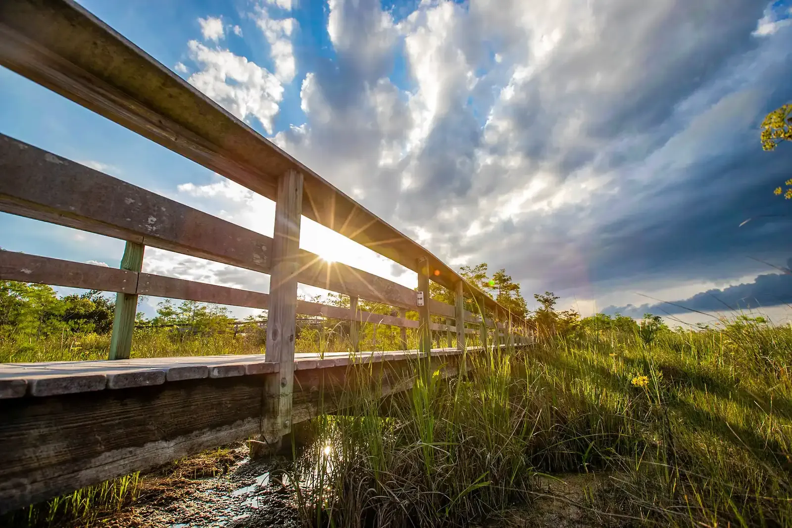 Pa-hay-okee boardwalk leading into sawgrass and trees under a cloudy sky
