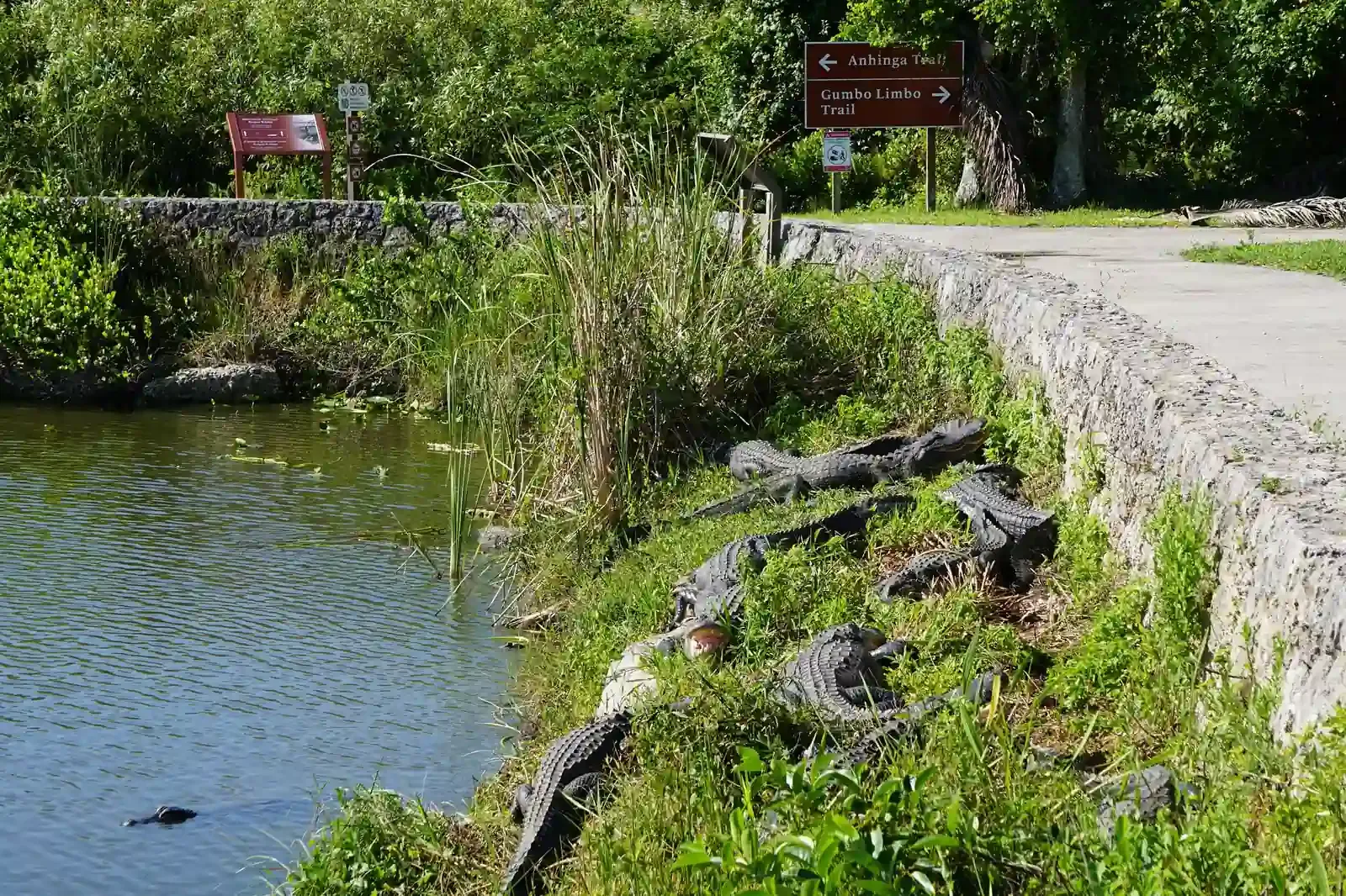 Several alligators basking on a grassy canal bank beside a paved path at Royal Palm