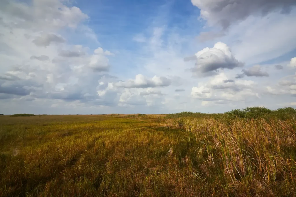 Wide golden sawgrass prairie stretching to the horizon under a cloudy blue sky
