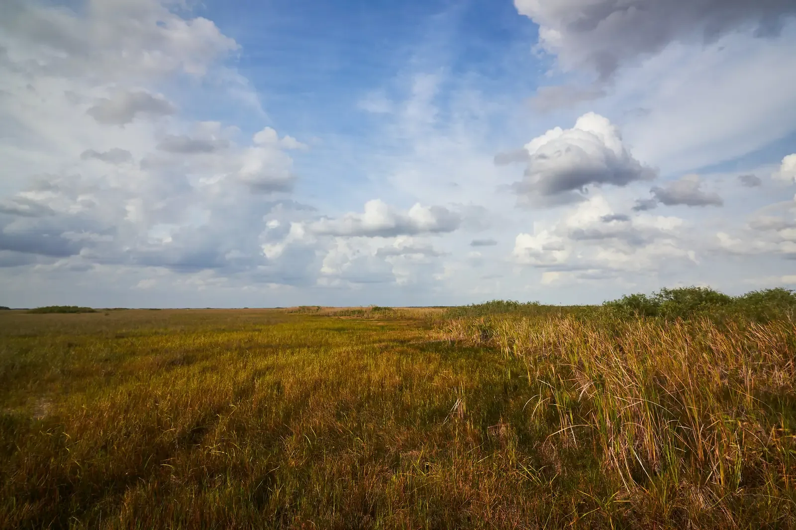 Wide golden sawgrass prairie stretching to the horizon under a cloudy blue sky