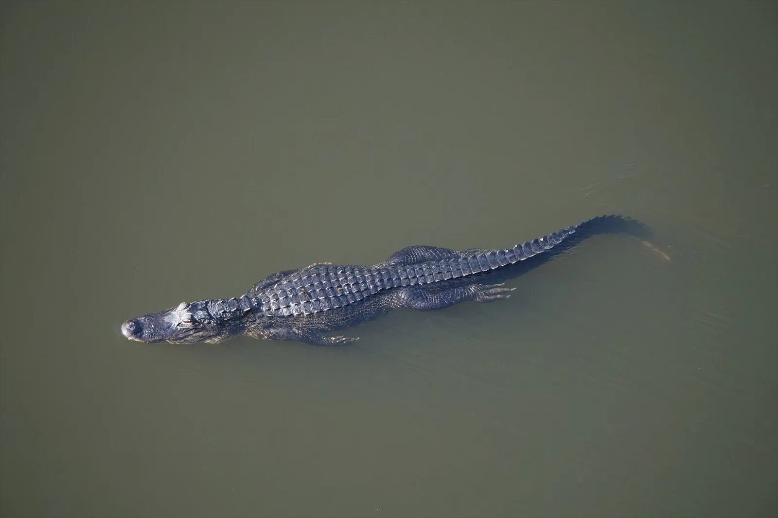 Alligator swimming in calm water seen from above at Shark Valley
