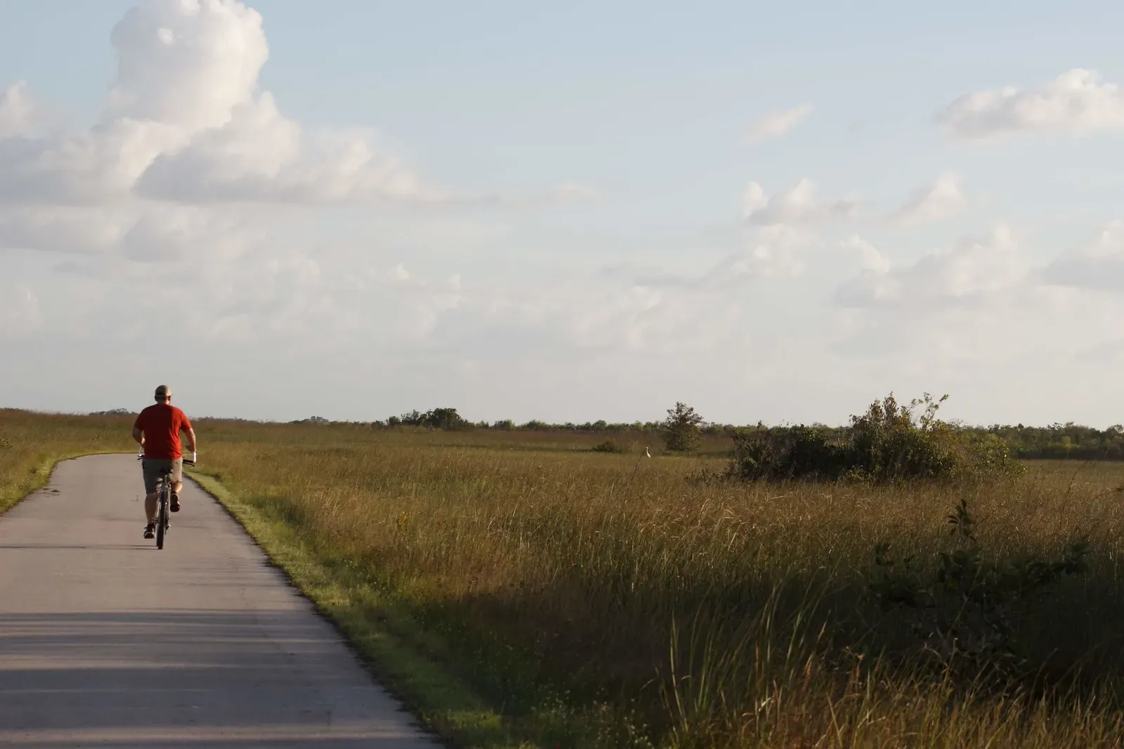 A cyclist on the Shark Valley loop road surrounded by open sawgrass prairie