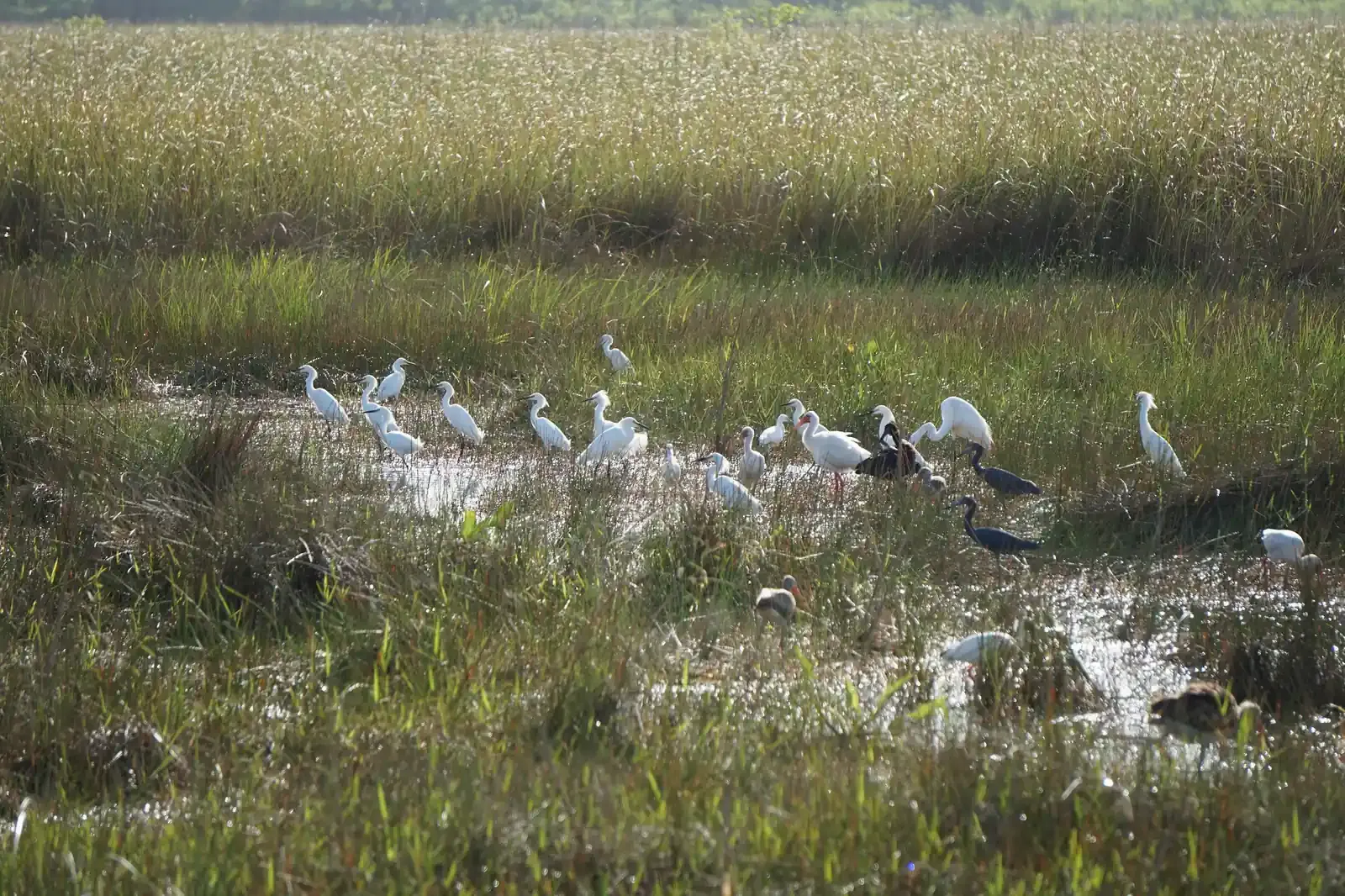 Flock of white wading birds feeding in shallow marsh water at Shark Valley